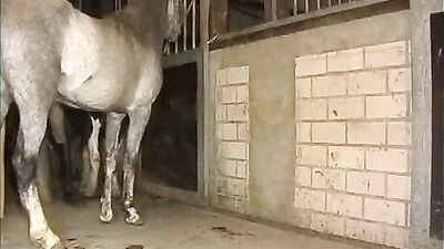 Bestiality: animals horse porno