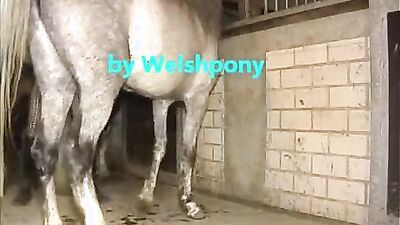 Bestiality: animals horse porno