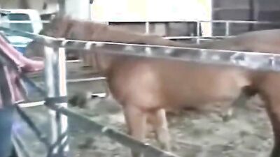 Girls s dogs: blonde zoo porn