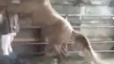 Girls s dogs: blonde zoo porn