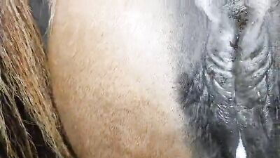 Bestiality sex id: sex tube snake zoo 2d