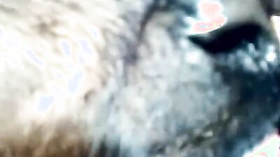 Girl dog video: dog cumshot in pussy girl