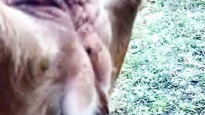 Animal cross porn: zoo deepthroat porn