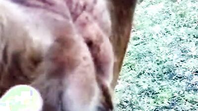 Animal cross porn: zoo deepthroat porn