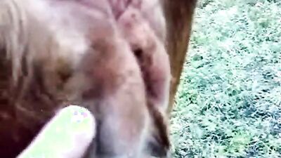 Animal cross porn: zoo deepthroat porn