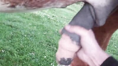 Animal sex porn: dog porn hd