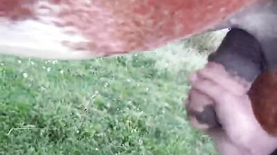 Animal sex porn: dog porn hd