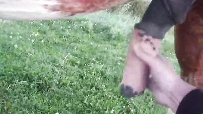 Animal sex porn: dog porn hd