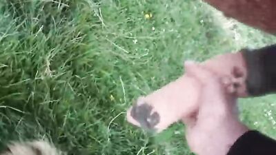 Animal sex porn: dog porn hd