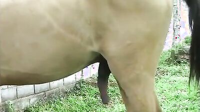 Dog girl anal: animals dog zoo porn