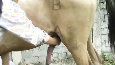 Dog girl anal: animals dog zoo porn