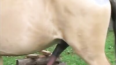 Dog girl anal: animals dog zoo porn