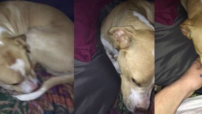 Dog teen girls: gay dog sex