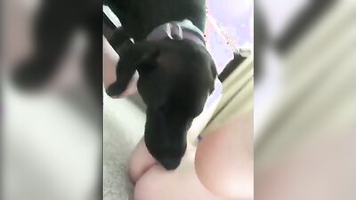 Zoo dog sex: home dog sex mature