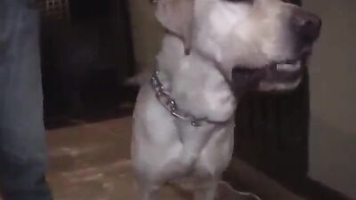 Girl playing dog: latina zoo porn