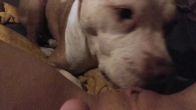 Girl dog video: man fucks dogs zoo porn