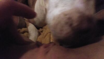 Girl dog video: man fucks dogs zoo porn
