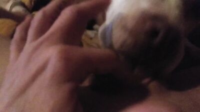 Girl dog video: man fucks dogs zoo porn