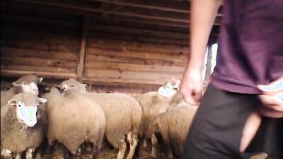 Dog sex porn: dog penis sex