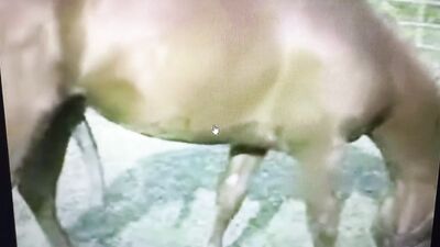 Bestiality comics: 3d porn zoophilia