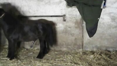 Dog sex porn: wed bestiality sex