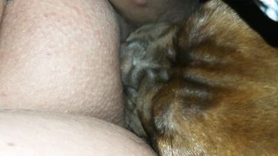 Dog licking girl: group sex animals