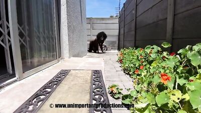 Zoo dog sex: lise zoo porn