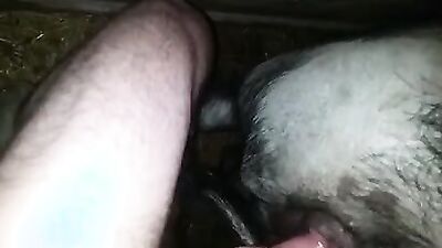 3d dog sex: jackerman dog porn