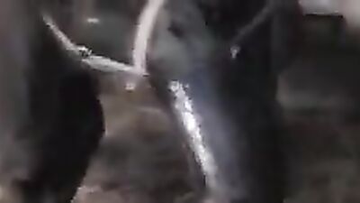 Dog porn video: animals sex porno video