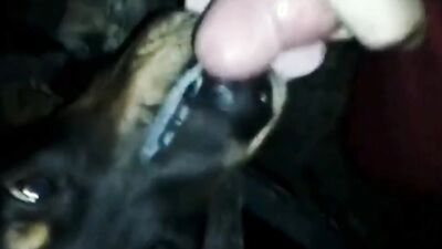 Zoo video: zoo sex new