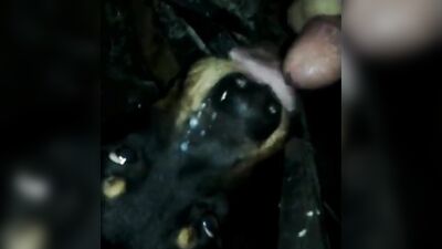 Zoo video: zoo sex new