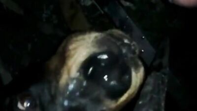 Zoo video: zoo sex new