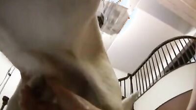 Dog gay porn: hentai animal porn gallery