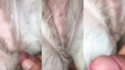 Dog sex girl: animals pig sex