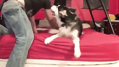 Dog teen girls: feral dog porn