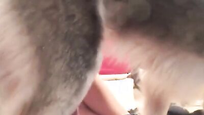 Dog teen girls: feral dog porn