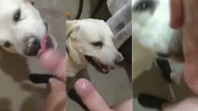 Zoo sex: dog x girl porno