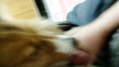 Teen zoo porn: zoophilia animal porn