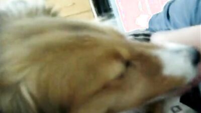Teen zoo porn: zoophilia animal porn