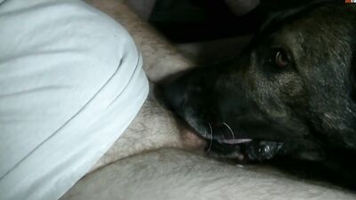 Bestiality dog: bestiality today