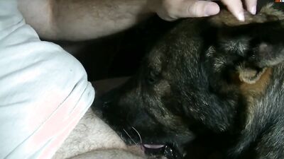 Bestiality dog: bestiality today