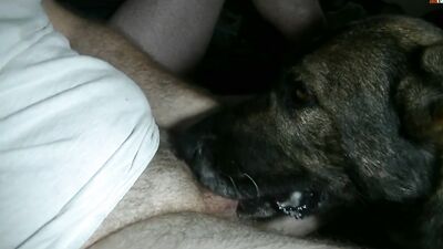 Bestiality dog: bestiality today