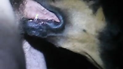 Girl having dog: animal sex dog video