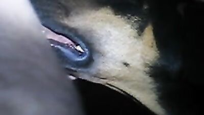 Girl having dog: animal sex dog video