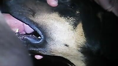 Girl having dog: animal sex dog video
