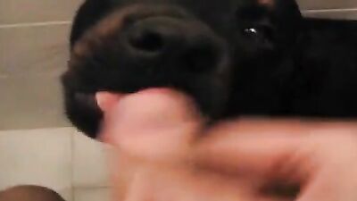 Zoo video: dog girl art