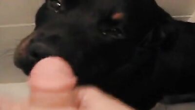 Zoo video: dog girl art