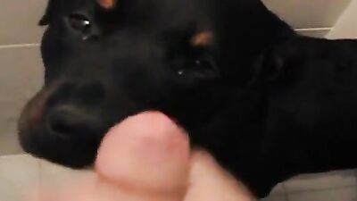 Zoo video: dog girl art