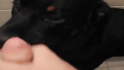Zoo video: dog girl art