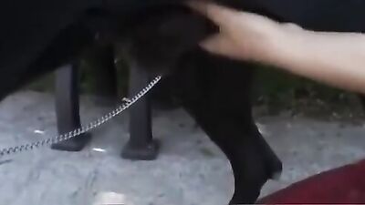 Teen zoo porn: bestiality horse compilation